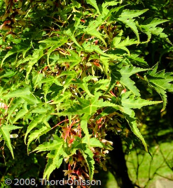 Acer micranthum